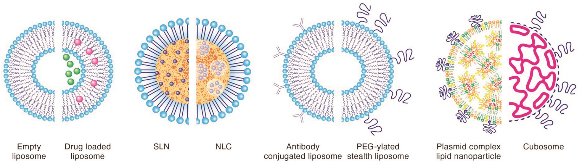 Examples of LipidSol lipid nanoparticle technology, including an empty liposome vs. drug-loaded liposome, SLN vs. NLC, antibody-conjugated liposome vs. PEG-ylated stealth liposome, and plasmid complex lipid nanoparticle vs. cubosome
